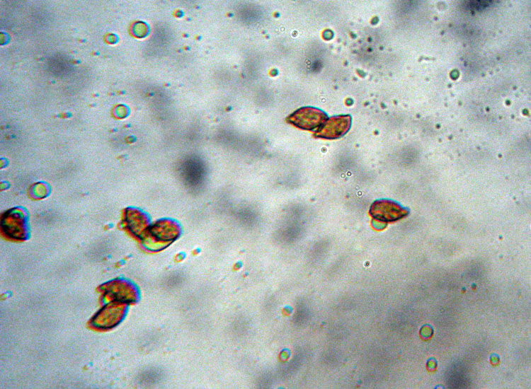 Cortinarius dalle colline reggiane